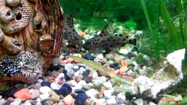 Сомы синодонтисы смотреть онлайн