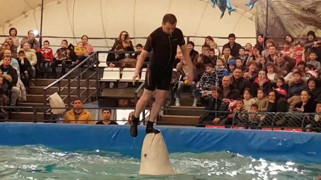 Дельфинарии в астане смотреть онлайн