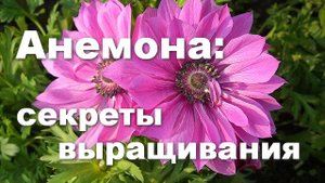 Анемона корончатая: главный секрет выращивания