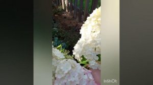 гортензия метельчатая Геркулес  и её саженцы