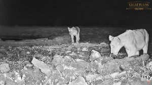Африка. Львы - Africa. Lions