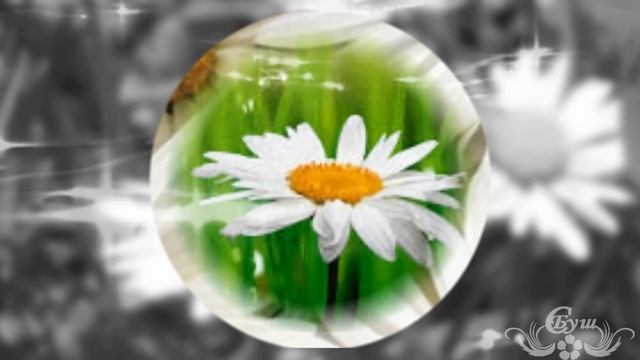 Ромашка. Группа Белый день. смотреть онлайн