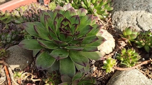 МОЛОДИЛО? в саду: уход и идеи для ландшафтного дизайна?? смотреть онлайн