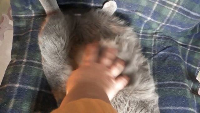 Смешной котик похож на Кенгуру / Кот спит 22 часа в сутки и кусается / КОШКИН ДОМ смотреть онлайн