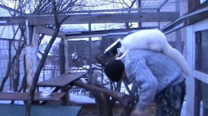 Домашний песец
