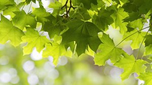 Смуглянка |Военные песни - Раскудрявый клен зеленый резной