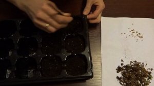 Выращивание туи из семян в домашних условиях