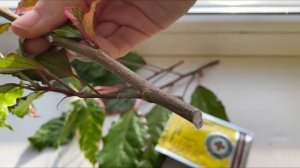 Черенкую и укореняю гибискус Купера? .