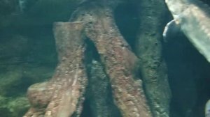 Осетр в океанариуме ,, Москвариум"ВДНХ ч.2