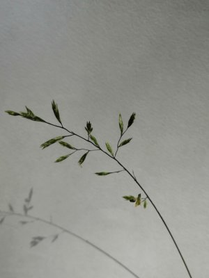 41. Овсяница луговая - Festuca pratensis