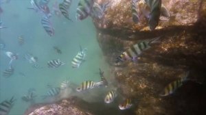 Снорклинг на острове Панган, Таиланд