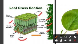 Section of Leaf- Morphology of Flowering Plant|NEET BIOLOGY|English & Bengali Lecture Guide|