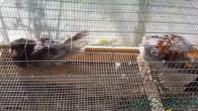 Амерауканам, почти 4 месяца.Обзор породы. смотреть онлайн