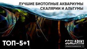 Скалярии. 5+1 лучших биотопных аквариумов. Содержание в аквариуме