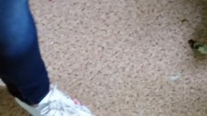 Орнитарий Сокольники. Birds of eden.