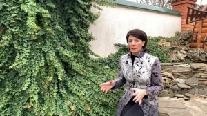 Плющ садовый: НАВЕС для дома, зеленый ЗАБОР, ДЕКОР для сада, вечнозеленая ЛИАНА.