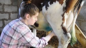 Доение коровы доильным аппаратом. Кормление телёнка \ Milking a cow. Feeding the calf