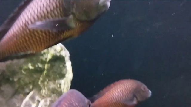 Зоопарк в Минске обзор Зоопарка в Минске. Видео -обзор. Экскурсия по зоопарку Минск смотреть онлайн