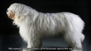 Южнорусская овчарка: описание породы собак