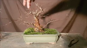 Crepe myrtle Bonsai Work. Aussie bonsai Bloke