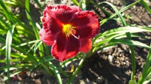 Лилейник WALTER KENNEDY