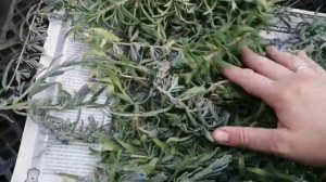 Черенкование розмарина в сентябре