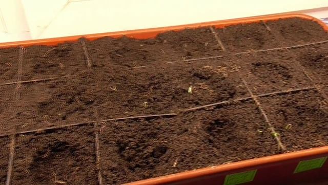 сеем томаты на рассаду. помидоры на рассаду март 2024. пикировка петунии. пикировать помидоры черри. помидоры на рассаду март 2024.