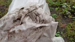 Наводим порядок в огороде. Собираем огромный урожай)