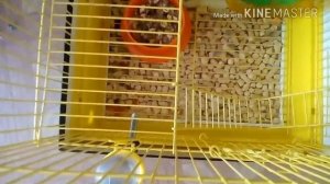 ✨В каком возрасте покупать хомяка??