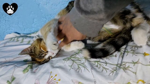 Семьдесят восьмая серия смотреть онлайн