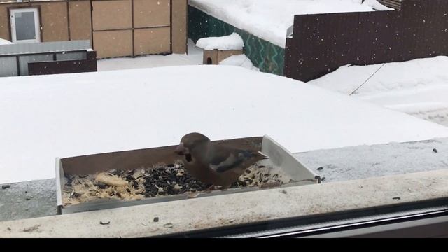 Скрыл свои подписки, зачем?/Поговорим о птичках #1 смотреть онлайн