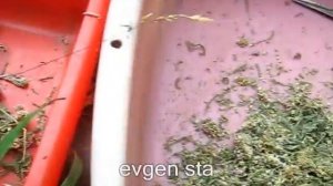 Собираем, сушим травы