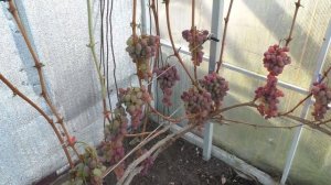 Виноград. Сорт, который долго висит на кусту .