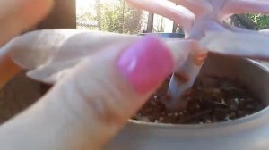 Cortando Echeveria Monalisa -PARTE 01