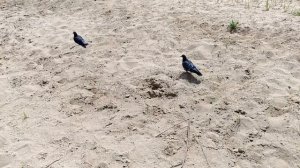 Рыбалка весной на Ахтубе.