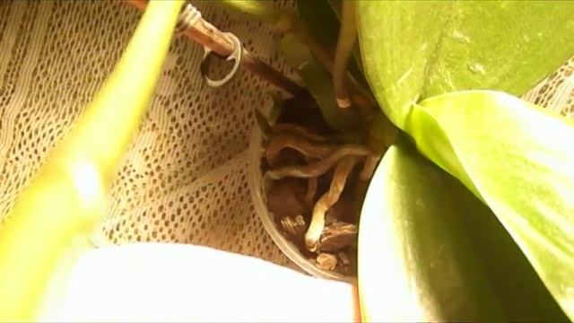 Как заставить цвести орхидею фаленопсис смотреть онлайн