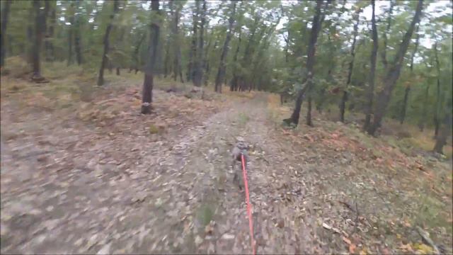 Bikejoring Go Cup 2020, Pleven, Bohotska forest. Weimaraner Iskar смотреть онлайн