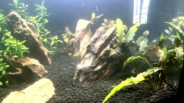 Step by step timelapse aquascaping! - Запуск аквариума на "живом грунте". смотреть онлайн
