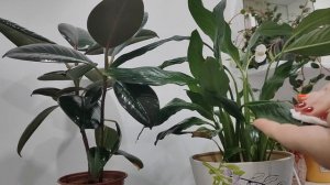 Спатифиллум (женское счастье), что любит и не любит цветок???