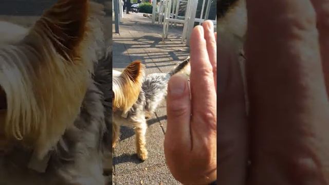 Dog, Hund, Собака , 狗 Prinz 狗吠,dog begs, Собака лает и гавкает Yorkshire Terrier Yorkshire Terrier смотреть онлайн