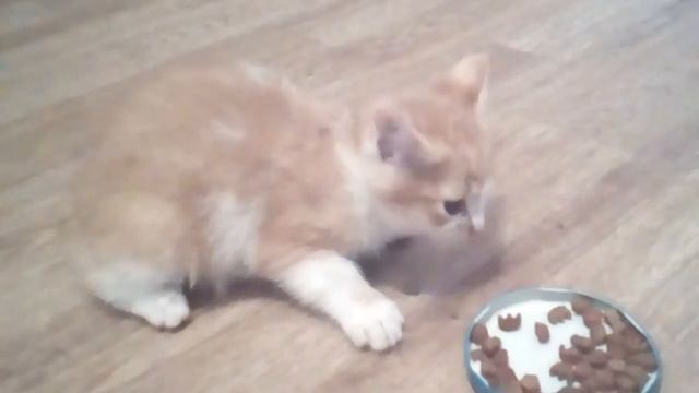 Отдам котёнка смотреть онлайн