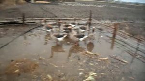Разведение гусей,серые гуси плавают 8 января.Breeding geese, gray geese swim January 8