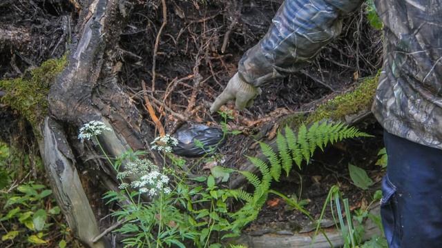 Гламурные видосики - оз. Адарьер, тайник геокешинга и озера Марий Эл смотреть онлайн
