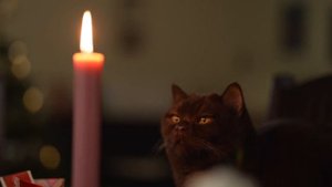 Как с помощью церковной свечи определить наличие магического воздействия