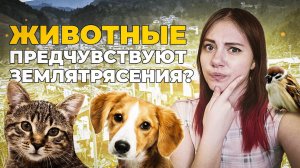 Могут ли животные предчувствовать землетрясения? | DeeaFilm