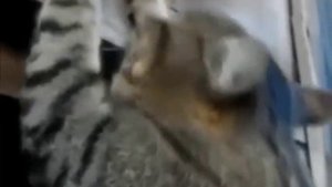 Накаченный кот