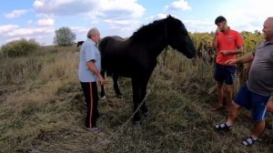 ПРОДАЄТЬСЯ КОБИЛА/ ЛОШАТА ВІД БУЦЕФАЛА/КОНІ В УКРАЇНІ!!