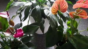 ??Что Еще Пересадила??