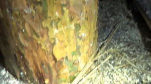 25.03.2020 Дом без фундамента как не надо строить