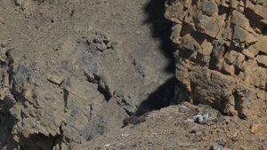 СНЕЖНЫЙ БАРС против ГЕПАРДА ! КТО СИЛЬНЕЕ ?